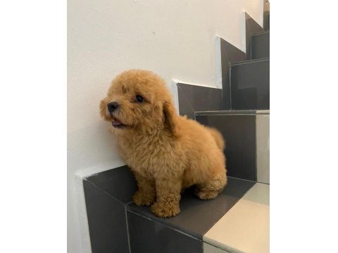 Maltipoo Yavru