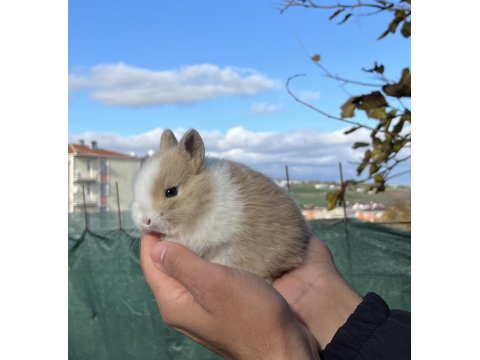 Orijinal Cüce Tavşanımız
