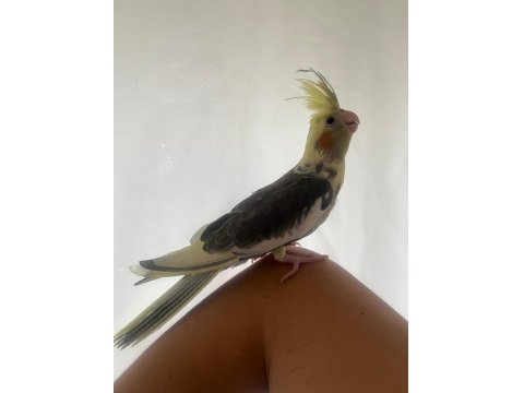 Yavru Mutasyon 45 Günlük El Besleme Sultan Papağanı