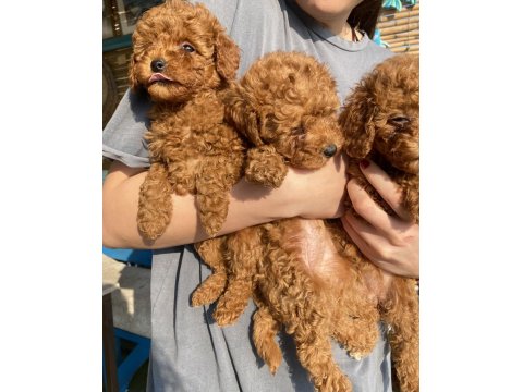 Red Brown Toy Poodle Kızlarım