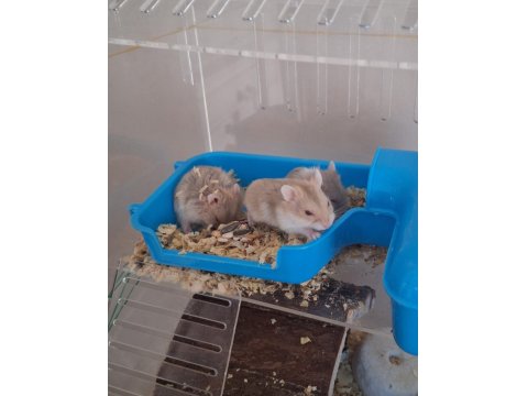 Ele Alışık, Sağlıklı Gonzales Hamster Yavruları (İzmir İçi)