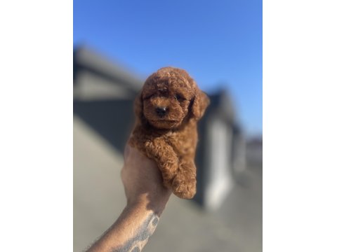 Red Brown Toy Poodle Yavrular