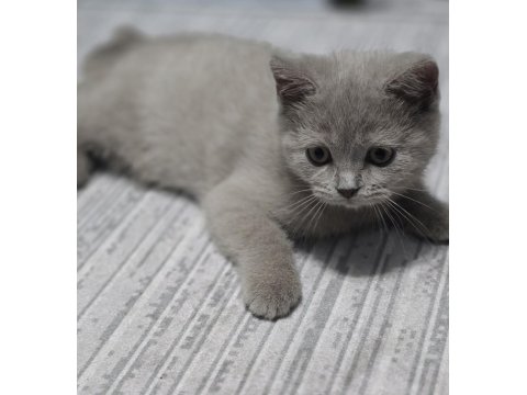 3 Aylık British Shorthair Sahiplendirme