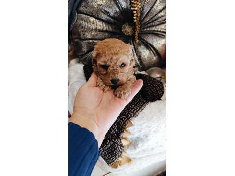 Orijinal Toy Poodle Yavrular