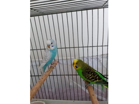 Muhabbet Kuşlarım Tek Veya Çift