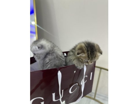 Şeker Gibi Scottish Fold Yavrular