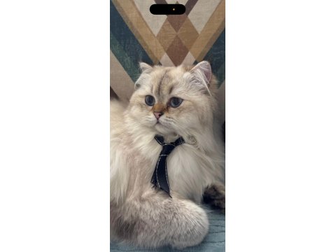 British Longhair Safkan Kedim