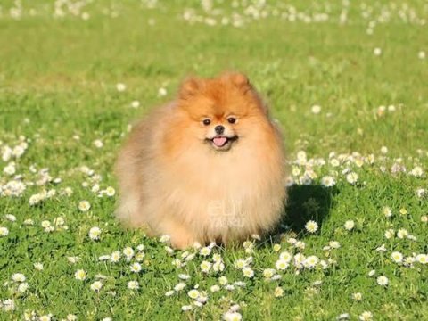 Orjinal Pomeranian Boo