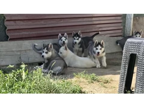 Orijinal Sibirya Kurdu Yavruları