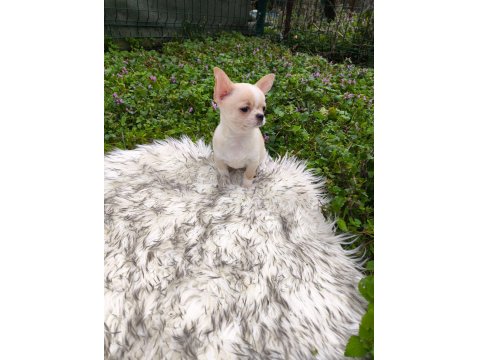 Beyaz Krem Elma Kafa Küt Burun Mükemmel Anatomi Yavru Şivava