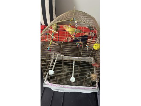 Sevda Papağanı Çift