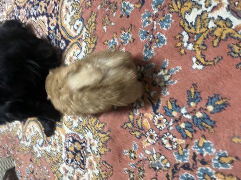 42 Günlük Pekinez Yavrusu