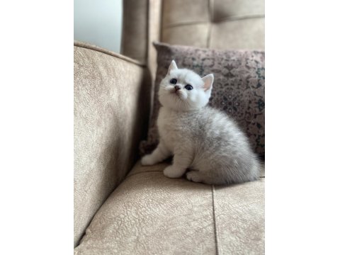 Full Şecereli Anne Babanın Silver British Shorthair Bebeği