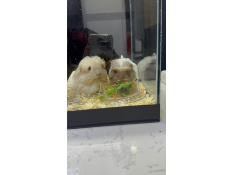 Her İle Dişi Erkek Coronet Guinea Pig Yavruları