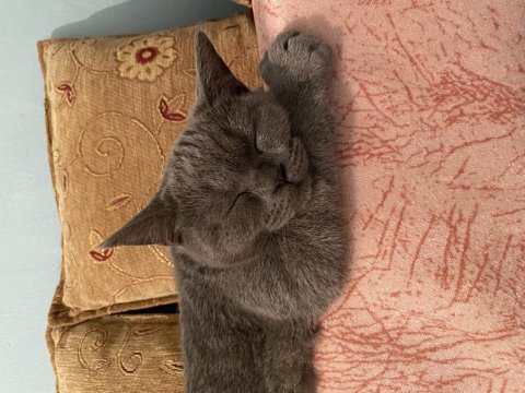 Sıcakkanlı Kedimizi Sahiplendiriyoruz