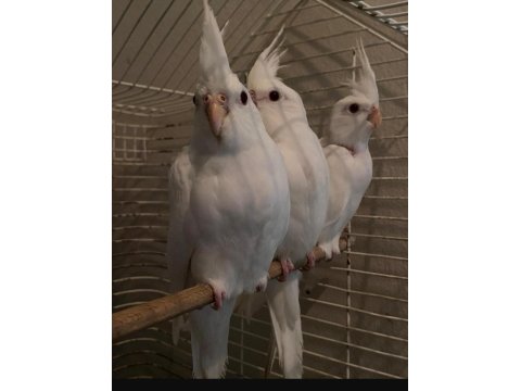 Damızlık Wi-Fi Erkek Ve Albino Yavru Sultan Papağanları