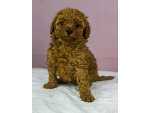 Red Brown Toy Poodle Bebeklerim