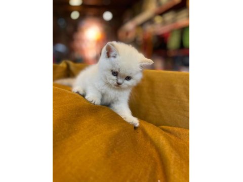Irk Ve Sağlık Garantili Ayı Surat British Shorthair Bebekler