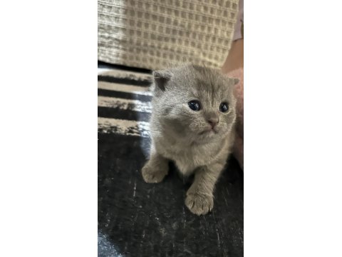 British Yavru Kediler