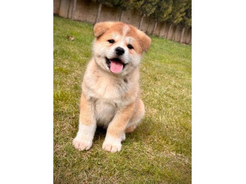 %100 Safkan Japon Akita İnu Yavruları