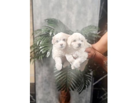 Tuvalet Eğitimli Karbeyaz Lekesiz Maltese Minnaklarım