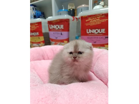Scottish Fold Ve Scottish Straight Erkek