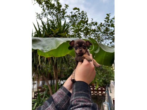 Chihuahua Elma Kafa Teacup Yavrumuz Sağlık Ve Irk Garantilidir