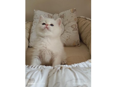 Anne Baba Full Şecereli Show Kedisi British Shorthair