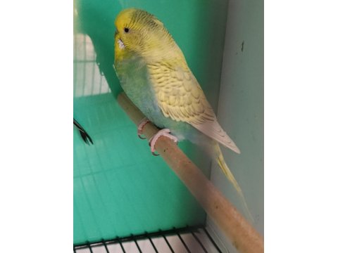 Rainbow Yavruya Hazır Muhabbet Kuşu