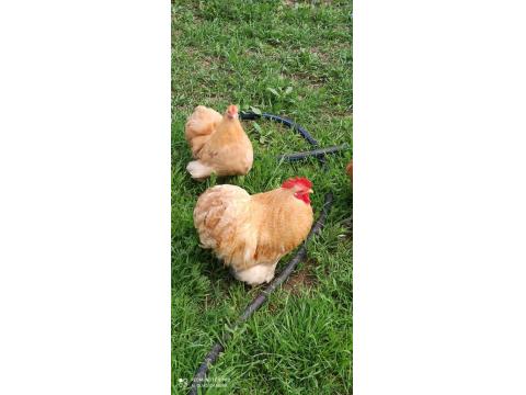 Buff Cüce Cochin Kuluçkalık Yumurta Ve Anaç Bulunur