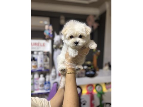 Orjinal Maltese Bebiş Köpekler