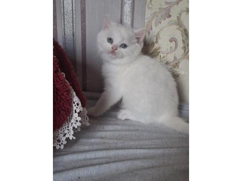 Mutlu, Sağlıklı, Neşeli, Safkan British Bebekler Yeni Evlerine Hazırlar