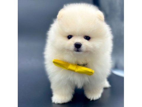 Safkan Pomeranian Boo Yavrularımız