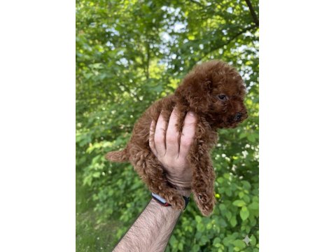 Safkan Kore Kan Dişi Sağlık Garantili Poodle