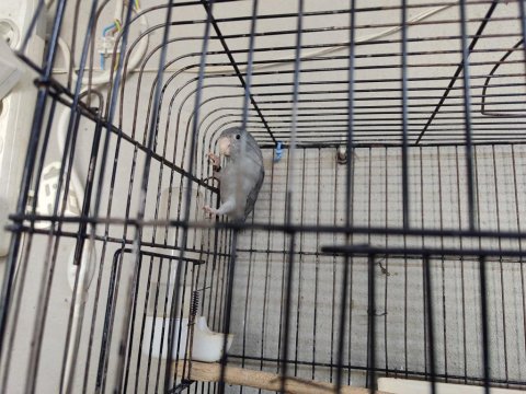 Hazır Takım Forpuslar