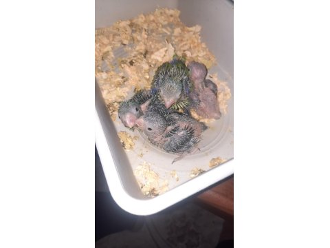 El Besleme Bebek Forpus