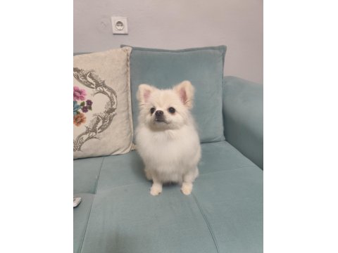 Pomeranian Boo Hazır Dişi Köpeğimiz