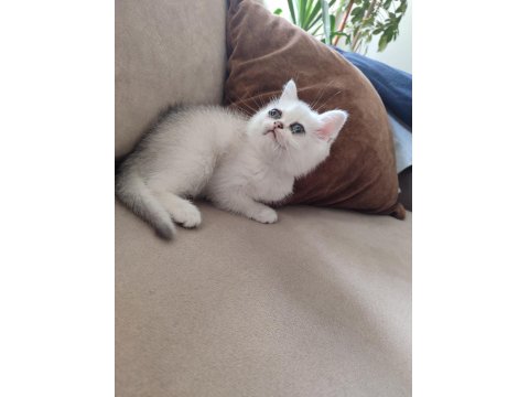 Sürmeli Ve Yeşil Gözlü Dişi British Yuvasına Hazır