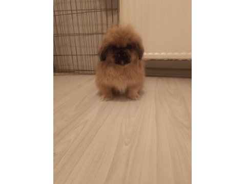 İmperial Yavrumuz Yeni Yuvasını Arıyor