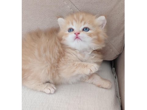 Safkan Golden British Longhair