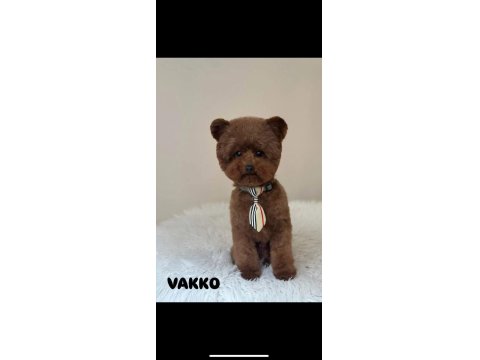 Kore Poodle Bebeklerimiz