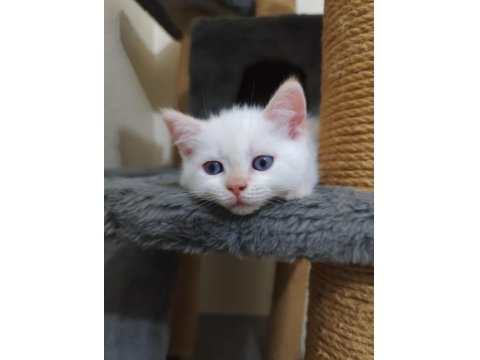 Rengarenk British Kardeşler