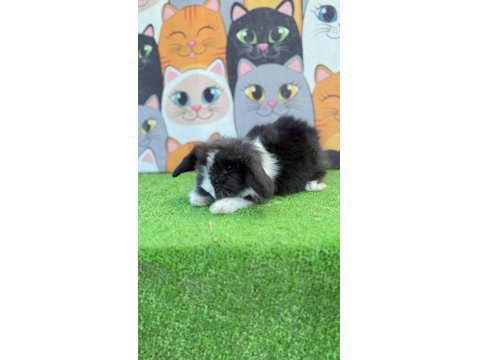 Hollanda Teddy Lop Tavşan