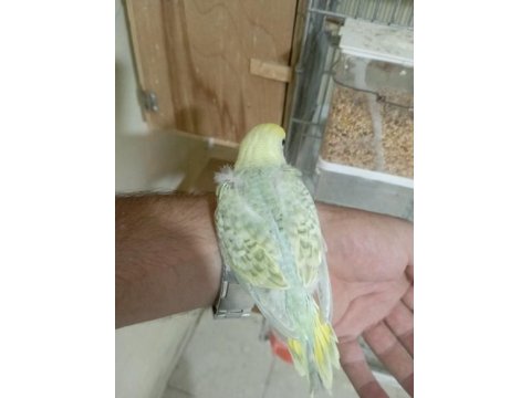 Rainbow, Japones, Albino Muhabbet Kuşu Yavrular