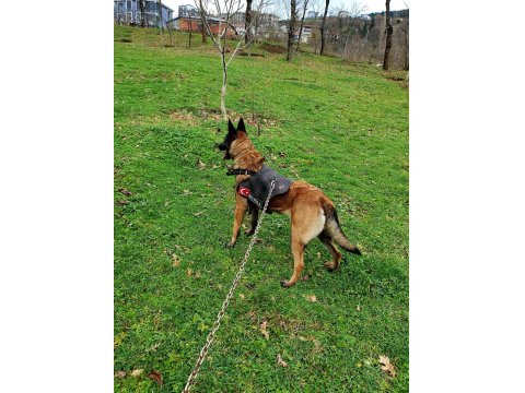 3 Yaşında Dişi Belçika Kurdu