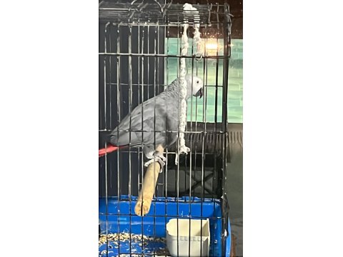 Jumbo Jako Papağanı