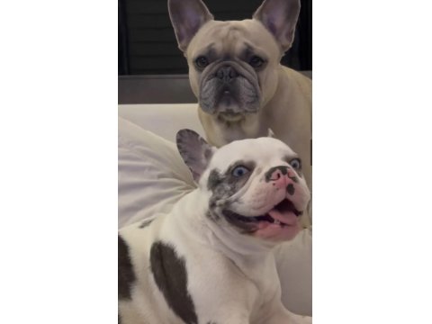French Bulldog Blue Köpeğimiz