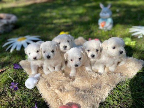 Dünya Tatlısı Maltese Yavruları