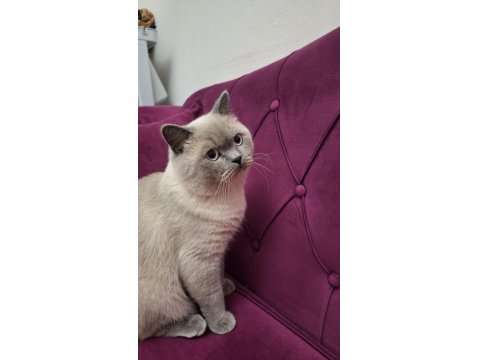 8 Aylik Erkek British Shorthair