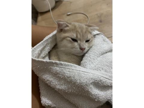 Kedilerimize Yuva Arıyoruz